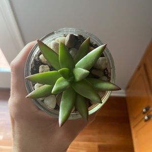 Meet your Posher, Dani